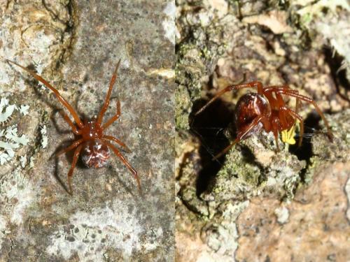 Parasteatoda lunata
